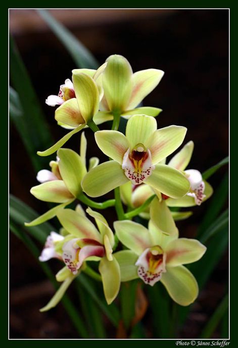 orchidea03_800.jpg