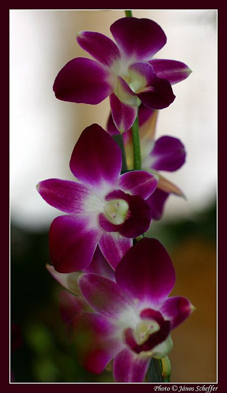 orchidea23_800.jpg