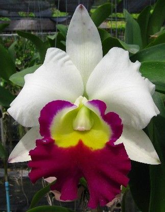 phuket_orchidea_11.jpg